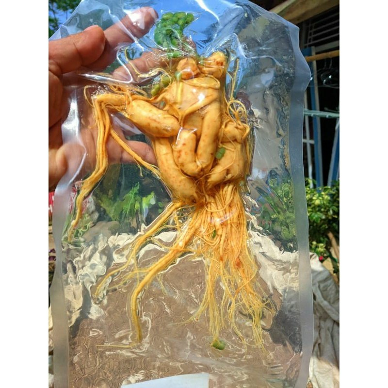 Ginseng china fresh jumbo ukuran 200gr