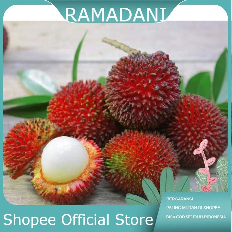 Produk Bibit Rama | Shopee Indonesia
