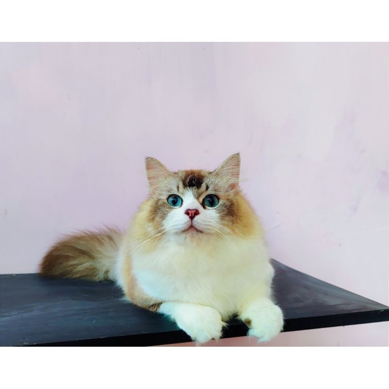 Jual kucing Ragdoll midoll siap breed male(BISA PAYLETTER) | Shopee ...