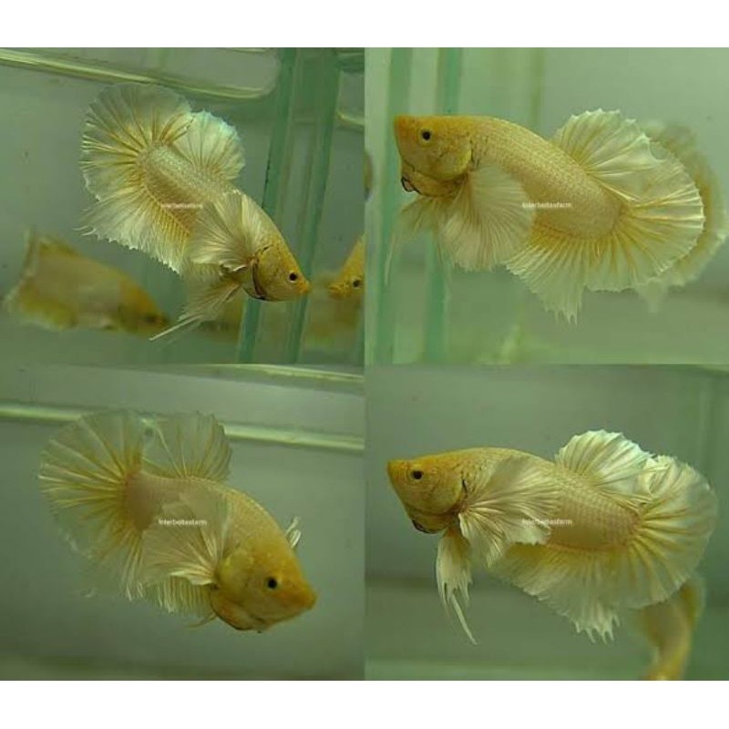 Jual cupang big ear solfgold cocok untuk hiasan akuarium/akuascape dan ...