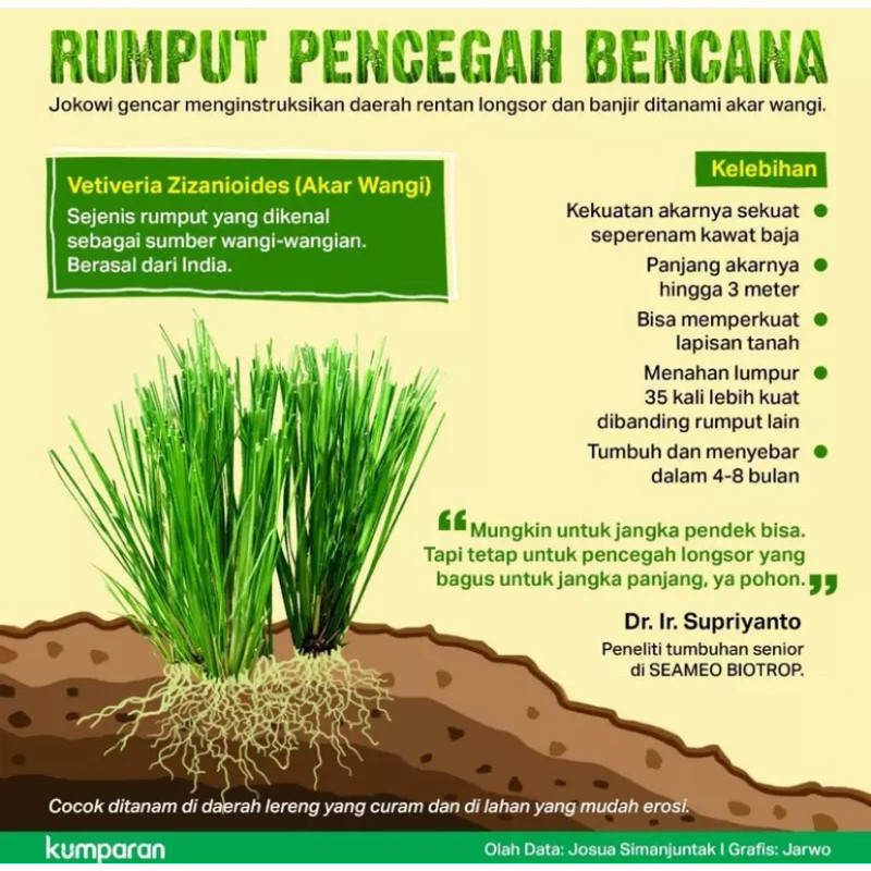 Jual GROSIR RUMPUT VETIVER / AKAR WANGI PAKET ISI 100 BIBIT ( VETIVERIA ...