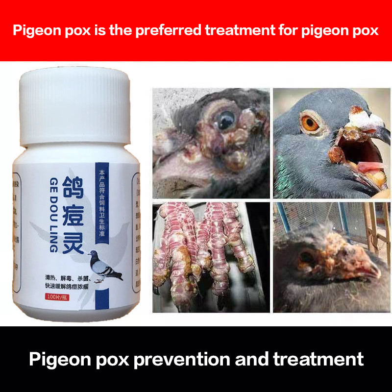 jual-pigeon-pox-is-the-first-choice-to-treat-pigeon-pox-pigeon-racing