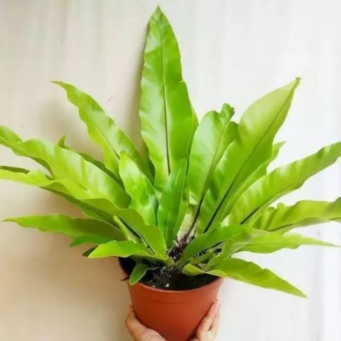 Jual Baru Tanaman Hias Kadaka / Kadaka Hutan / Tanaman Hias Gantung ...