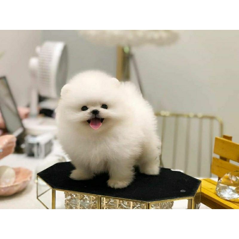 Shop mini pom super Outlet Online Black Friday