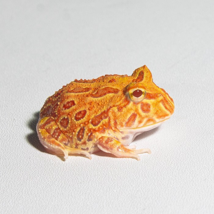 Jual Katak Pacman / Pacman Frog / Kodok Pacman / Kodok Hias ...