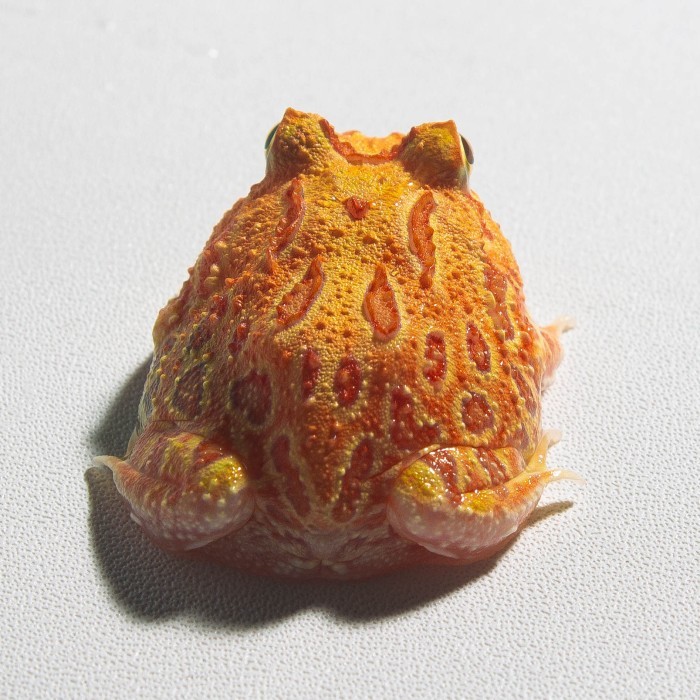 Jual Katak Pacman / Pacman Frog / Kodok Pacman / Kodok Hias ...