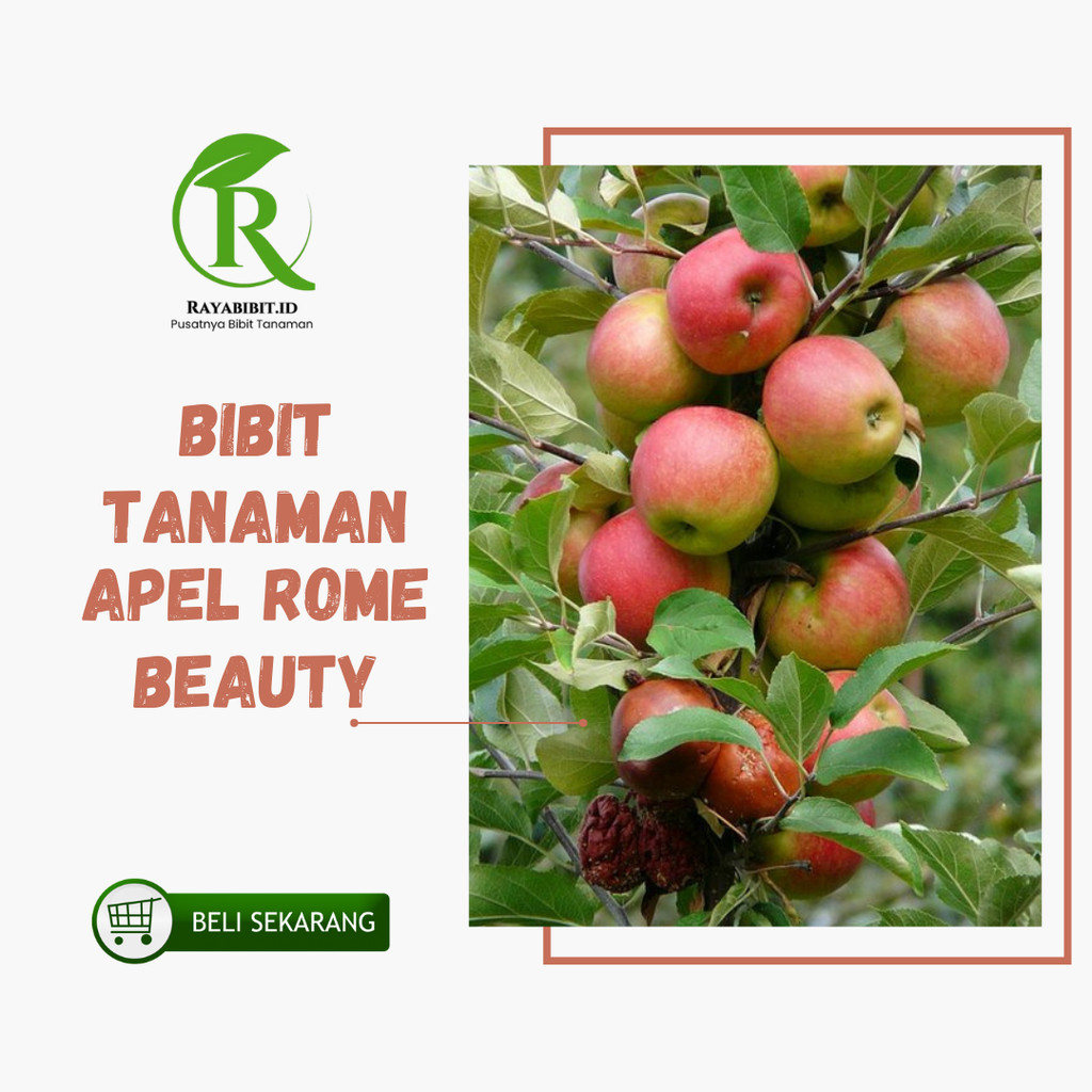 Jual Bibit Apel Rome Beauty Malang Cangkok dan Stek | Shopee Indonesia