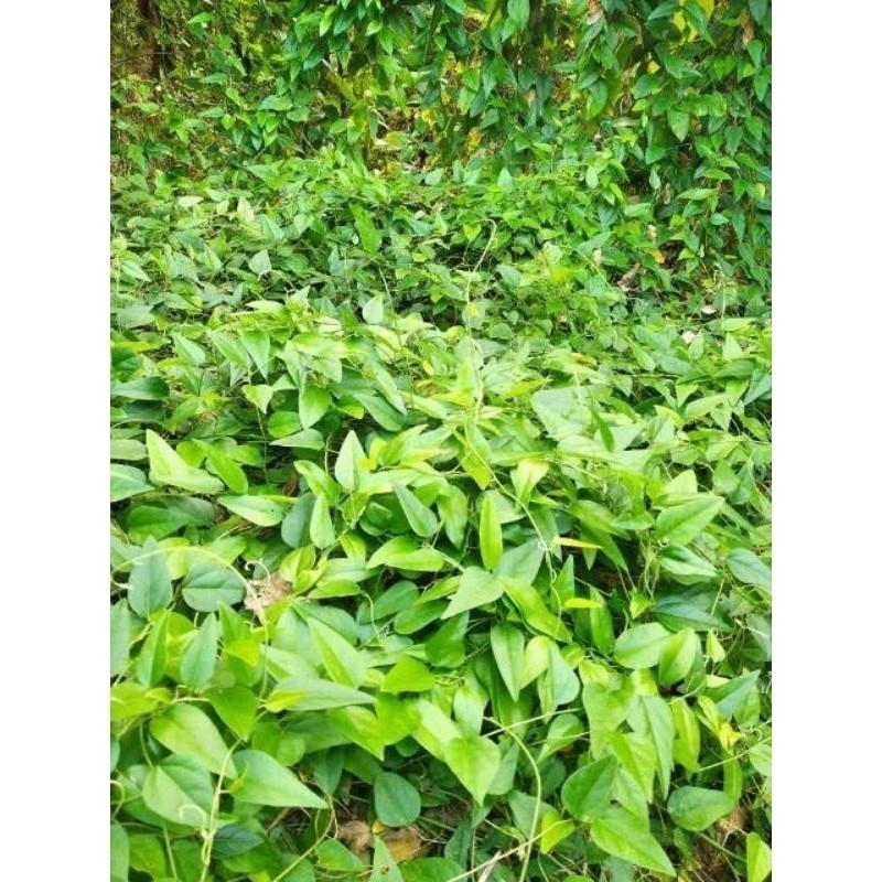 Jual Promo Daun Cincau Segar, Cincau Jelly, Cincau Rambat, Cincau Hijau ...