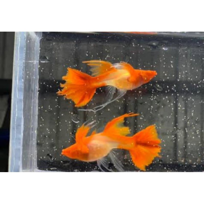 Jual HIASAN AQUARIUM SUPER VVIP SEPASANG GUPPY RIBBON RED EAR LONG EARS ...