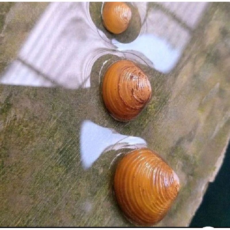 Jual remis kuning/haremis 30biji besar+bonus/mengatasi kendala liver ...
