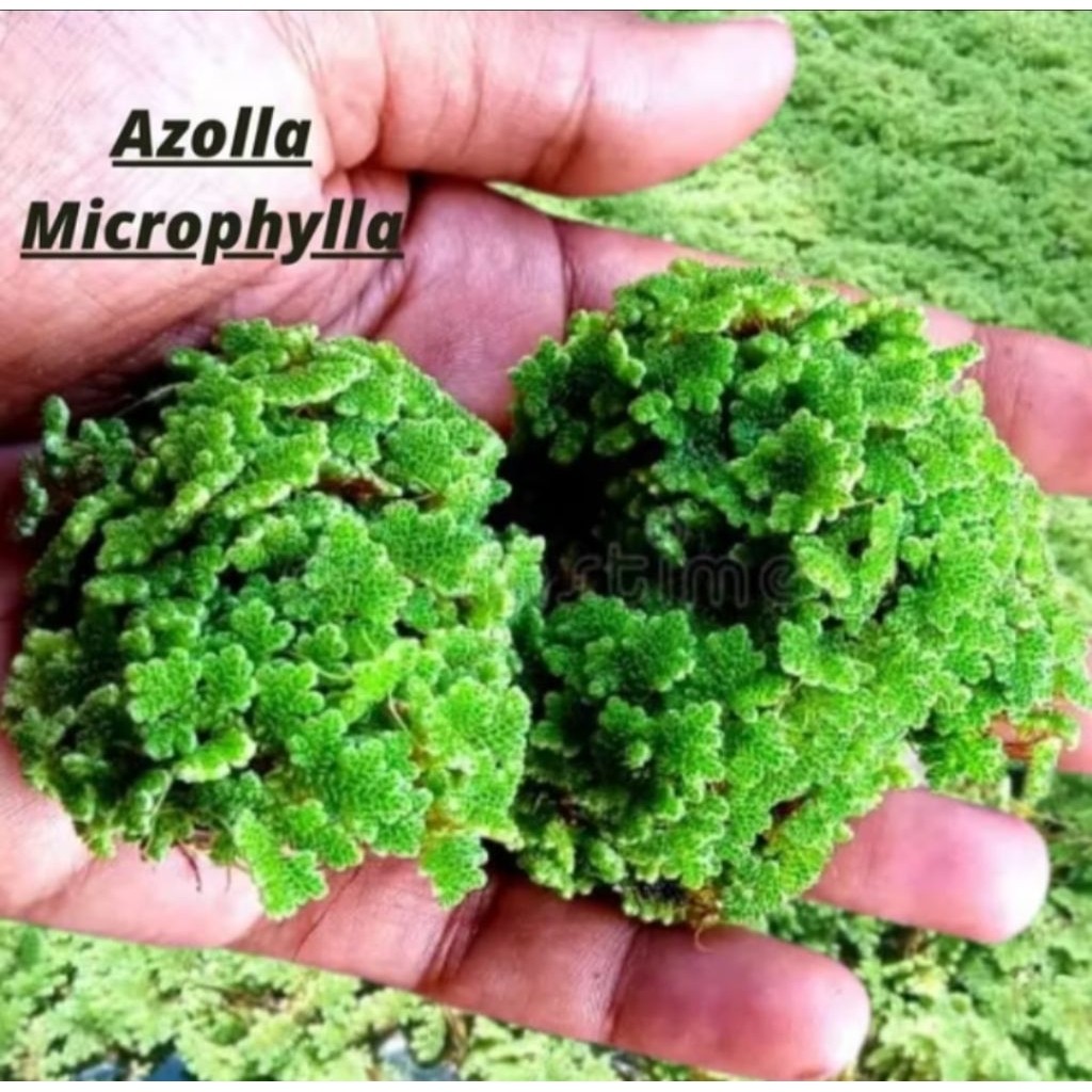 Jual azolla 1 kg benih azolla microphylla 100% organik | Shopee Indonesia