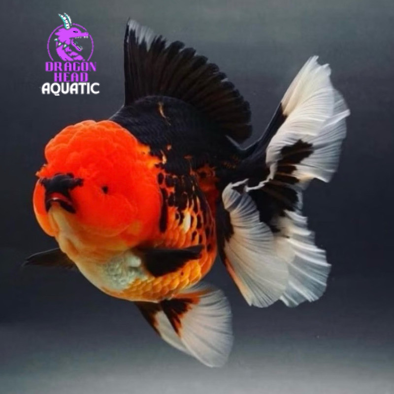 Jual ORANDA TRICOLOUR SATUAN 7-9 CM | Shopee Indonesia