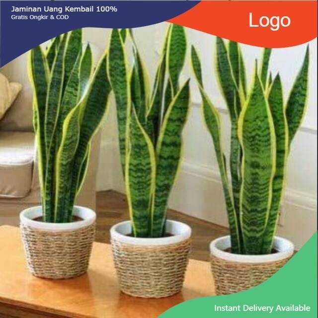 Jual Tanaman hias sansevieria lidah mertua/ sanseiviera trifasciata ...