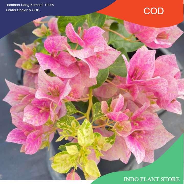 Jual BOUGENVILLE LADY BIRD MARBEL (COD) | Shopee Indonesia