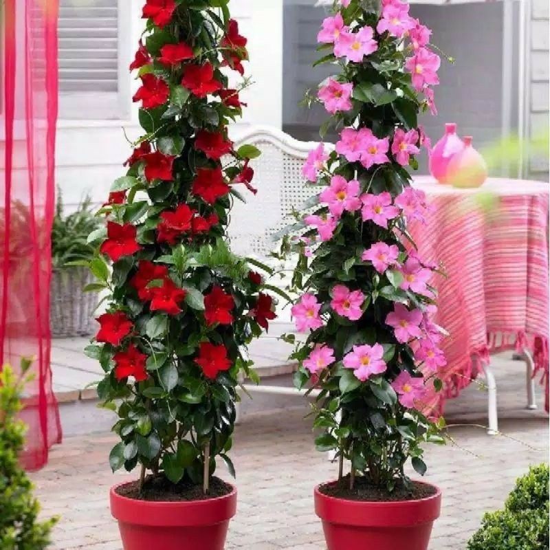 Jual PAKET HEMAT Tanaman Bunga Hias Mandevilla Atau Alamanda / Tanaman ...