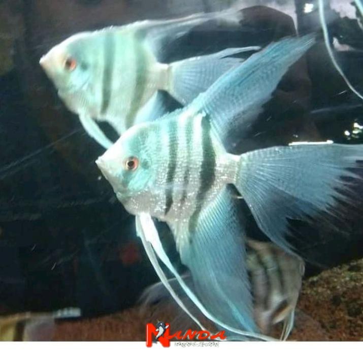 Jual Hiasan ikan manfish blue pinoy slayer | Shopee Indonesia