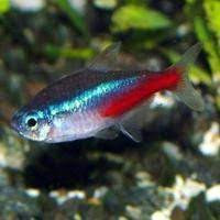 Jual Paket Neon tetra sm 90e ( LASKAR ) | Shopee Indonesia