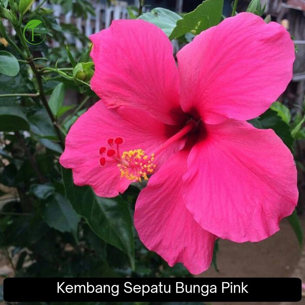 Jual Pohon Kembang Sepatu Bunga Pink - Kembang Sepatu Bunga Pink ...
