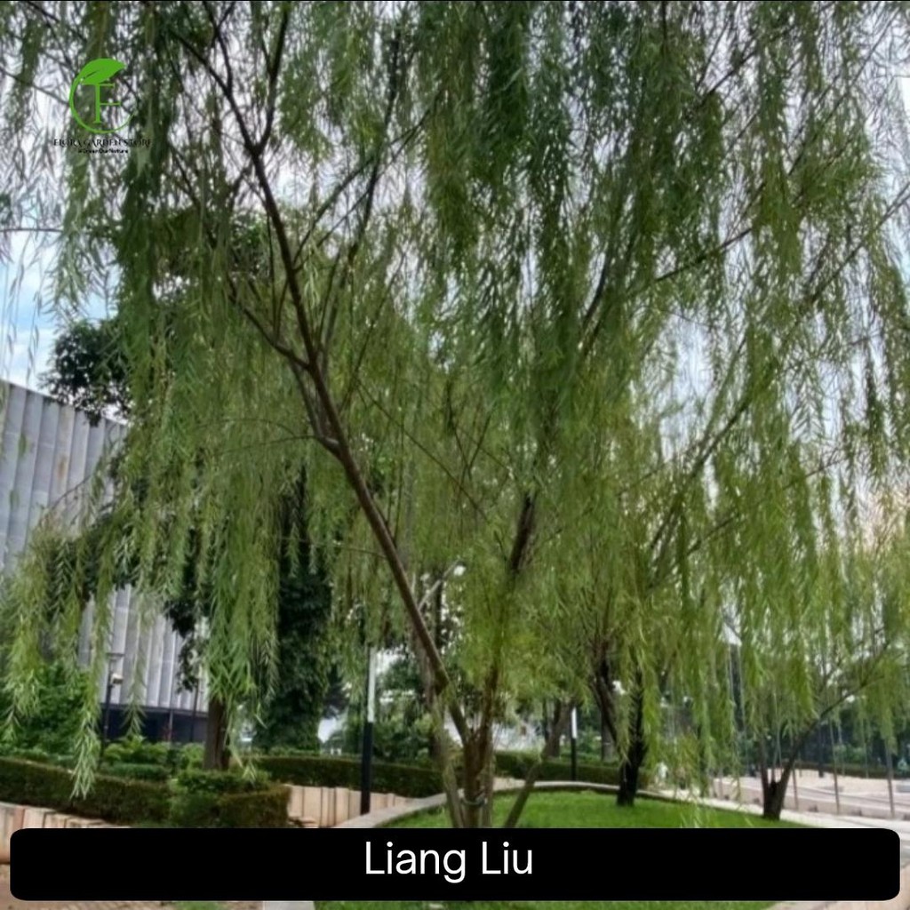 Jual Pohon Liang Liu Tinggi 2 Meter - Pohon Liang Liu | Shopee Indonesia