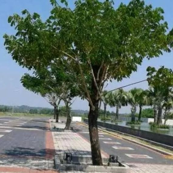 Jual POHON HIAS DAN PENEDUH KIARA PAYUNG TINGGI 2 METER | Shopee Indonesia