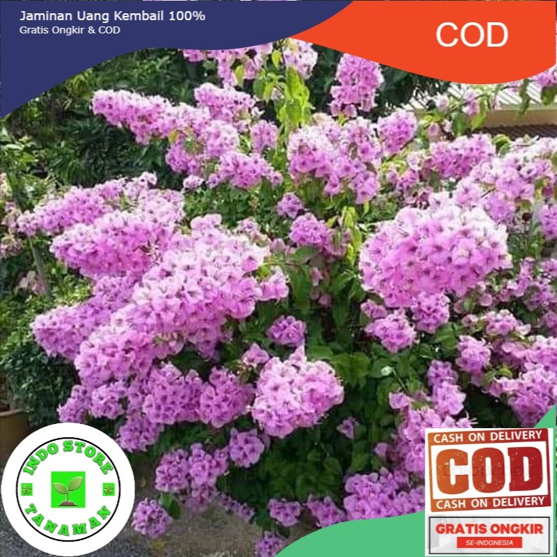 Jual PROMO!! BOUGENVILLE BUNGA TUMPUK JENIS DOUBLE PURPLE (COD ...