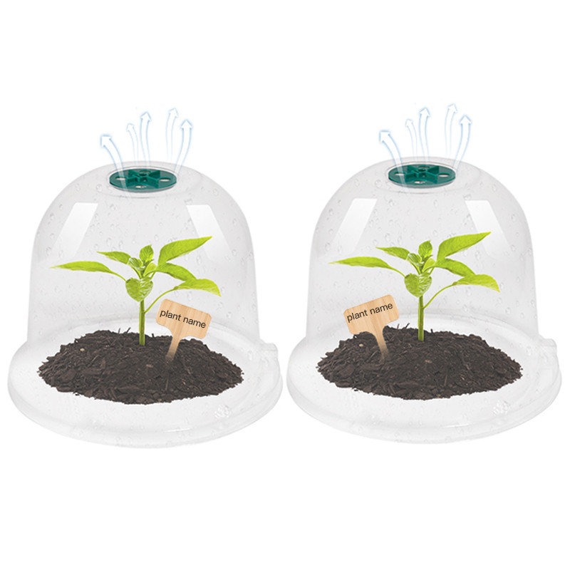 Jual 5 Greenhouse Garden Plant Sprout Guards for Frost Protection Plus ...