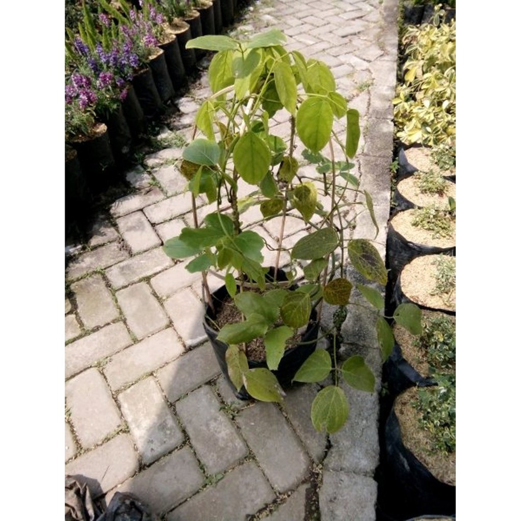 Jual Tanaman Hias Bunga Irian Flame oren - Irian Of Flame Orange ...