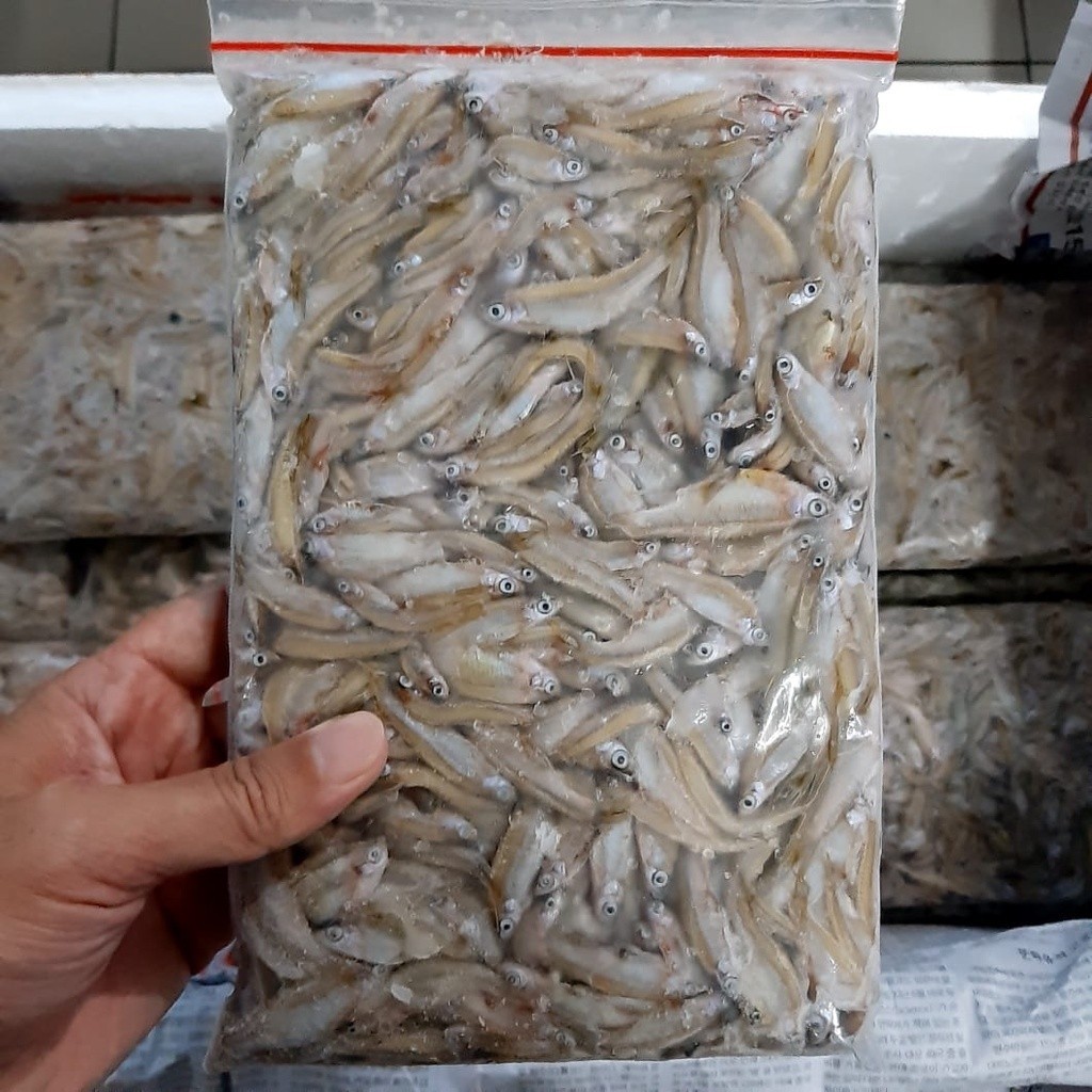 Jual IMPUN BEKU 100GR ES PAKAN PELLET PELET MAKANAN IKAN HIAS PREDATOR ...