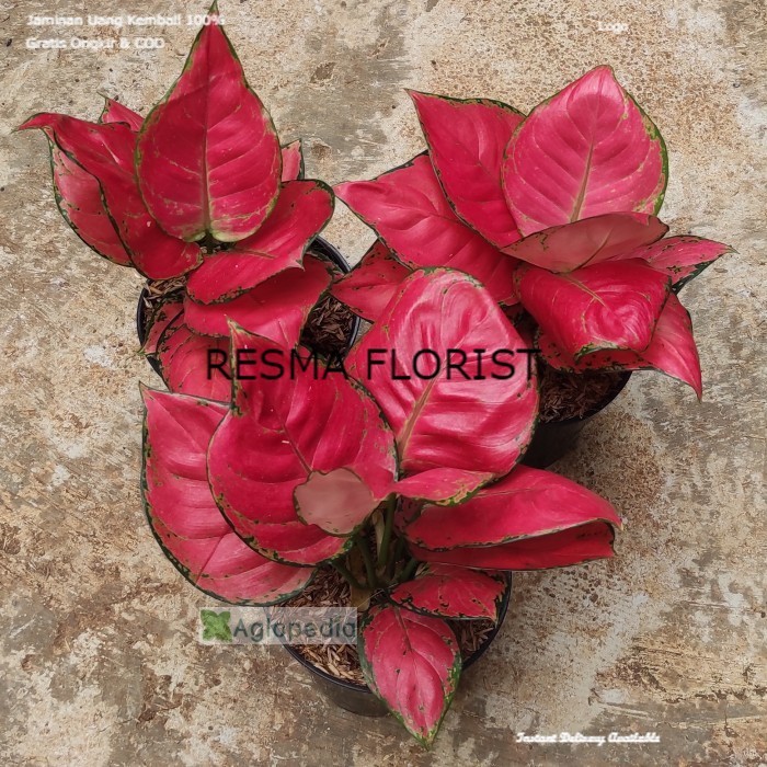 Jual ( BISA BAYAR DI TEMPAT ) Aglonema Red Anjamani Uk. Besar ( RED ...