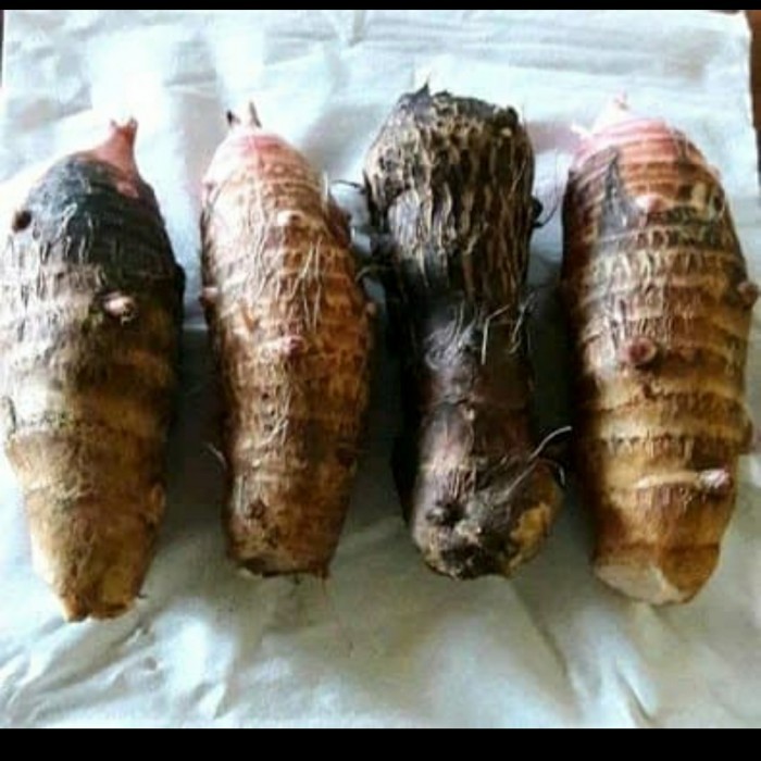 Jual UBI TALAS atau umbi talas atau talas lokal | Shopee Indonesia
