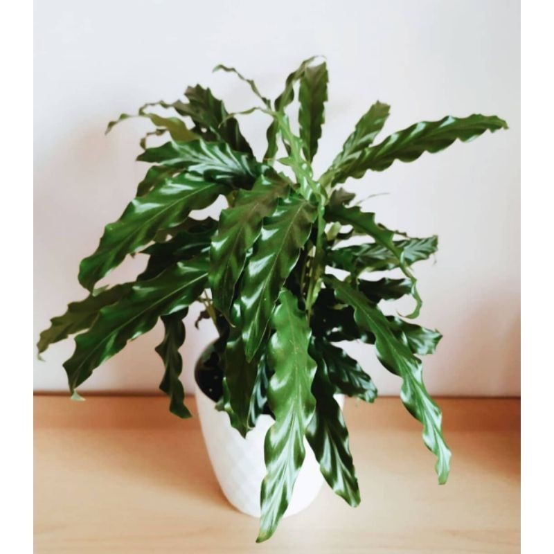 Jual CALATHEA RUFIBARBA MARANTA gergaji hijau | Shopee Indonesia