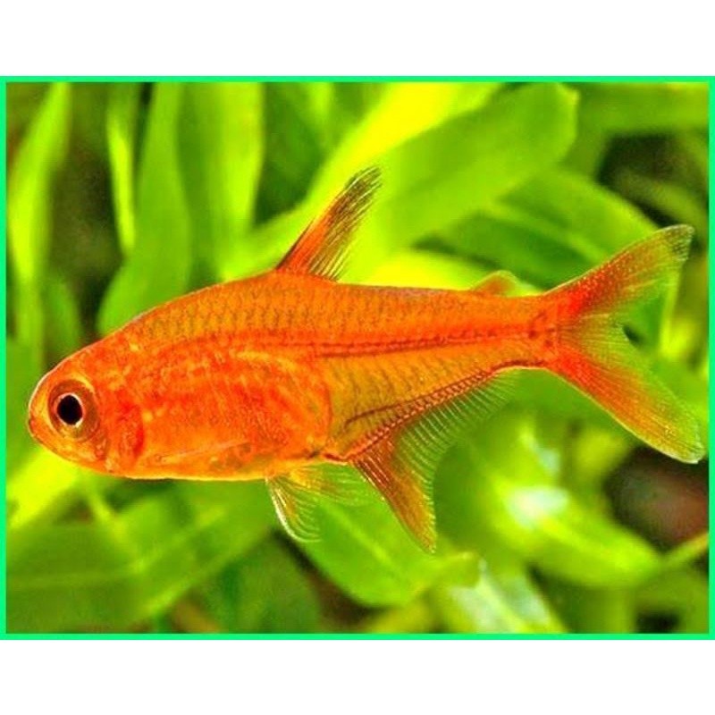 Jual Amandae Tetra/ember Tetra | Shopee Indonesia