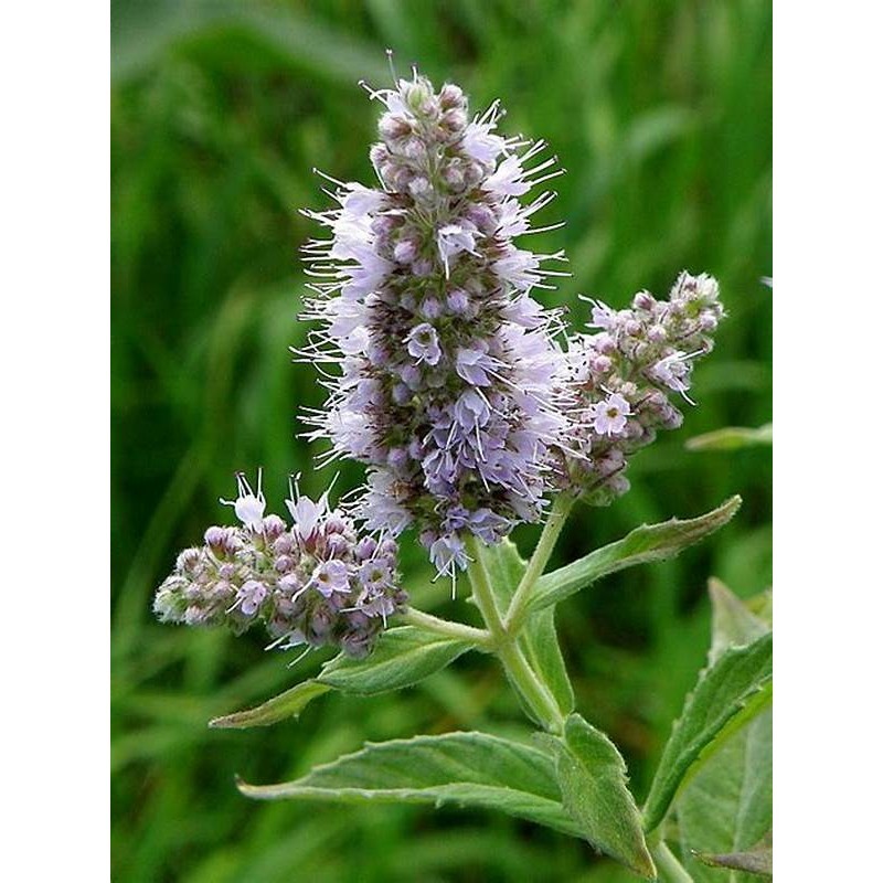 Jual Tanaman Daun Herbal SWEET BASIL - Bibit Tanaman Herbal Rempah ...
