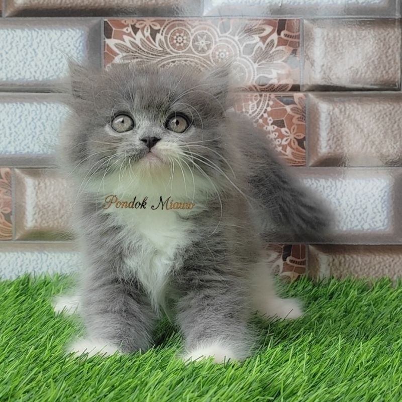 Jual Kucing Persia Anak Kucing Flatnose Blue Silver Simetris Peaknose ...