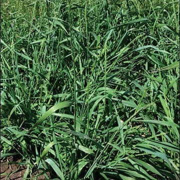 Jual benih rumput steno - penghijauan 250 gram PREMIUM Benih Rumput ...
