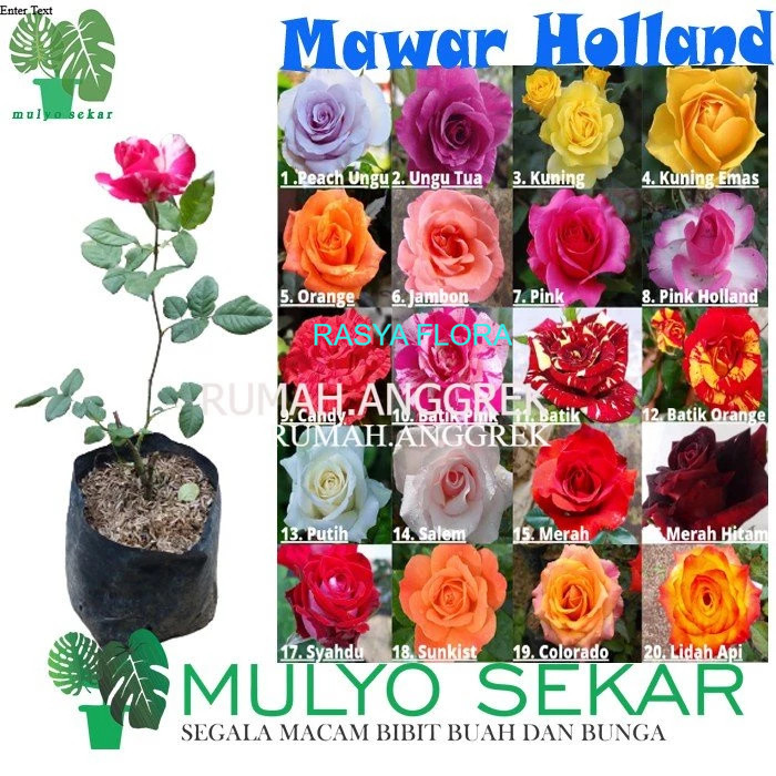 Tanaman mawar sudah berbunga  - tanaman hias bunga mawar holland - kuncup - Bisa Pilih Warna/Bunga Mawar Hidup wangi