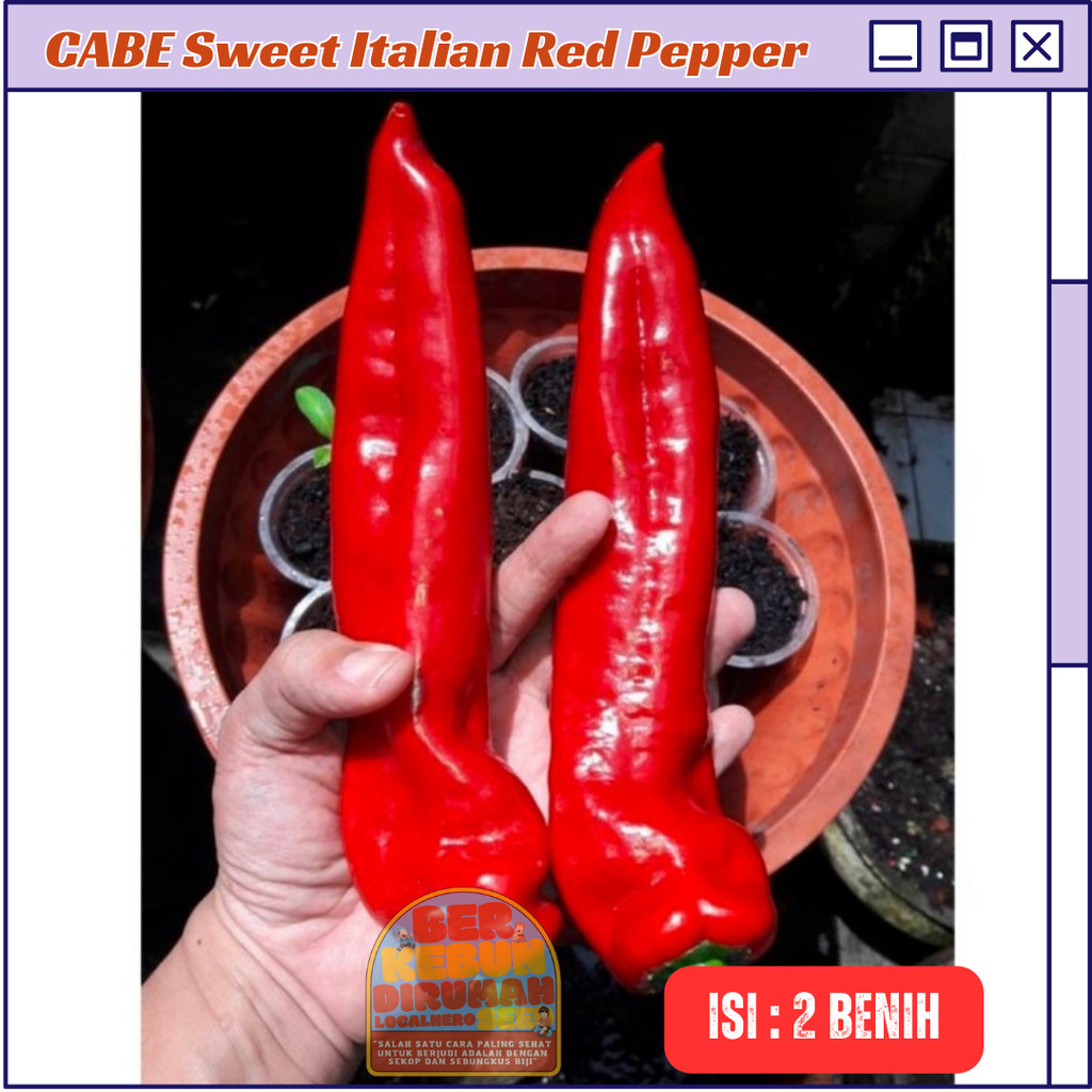 Jual 2 Bibit Cabe Raksasa Sweet Italian Red Benih Cabai Merah Besar ...