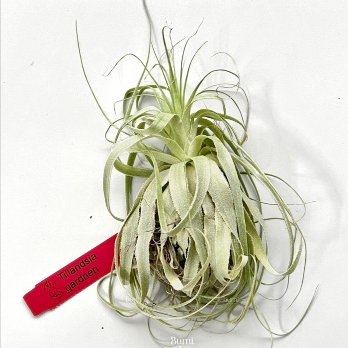 tillandsia Gardneri Rupicola wild 速達発送（Tillandsia