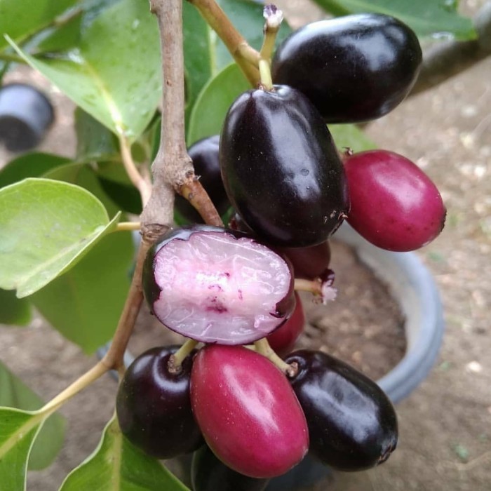 Jual COD Pohon jamblang hitam - Juwet - Duwet - Java plum - Bibit ...