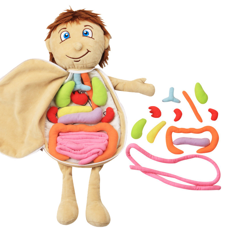 Jual Kid 3D Puzzle Human Body Model Anatomy Plush Toy Montessori ...