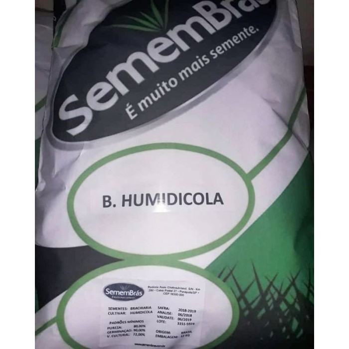 Jual BRACHIARIA HUMIDICOLA HYBRID-Biji rumput penghijauan pakan ternak ...