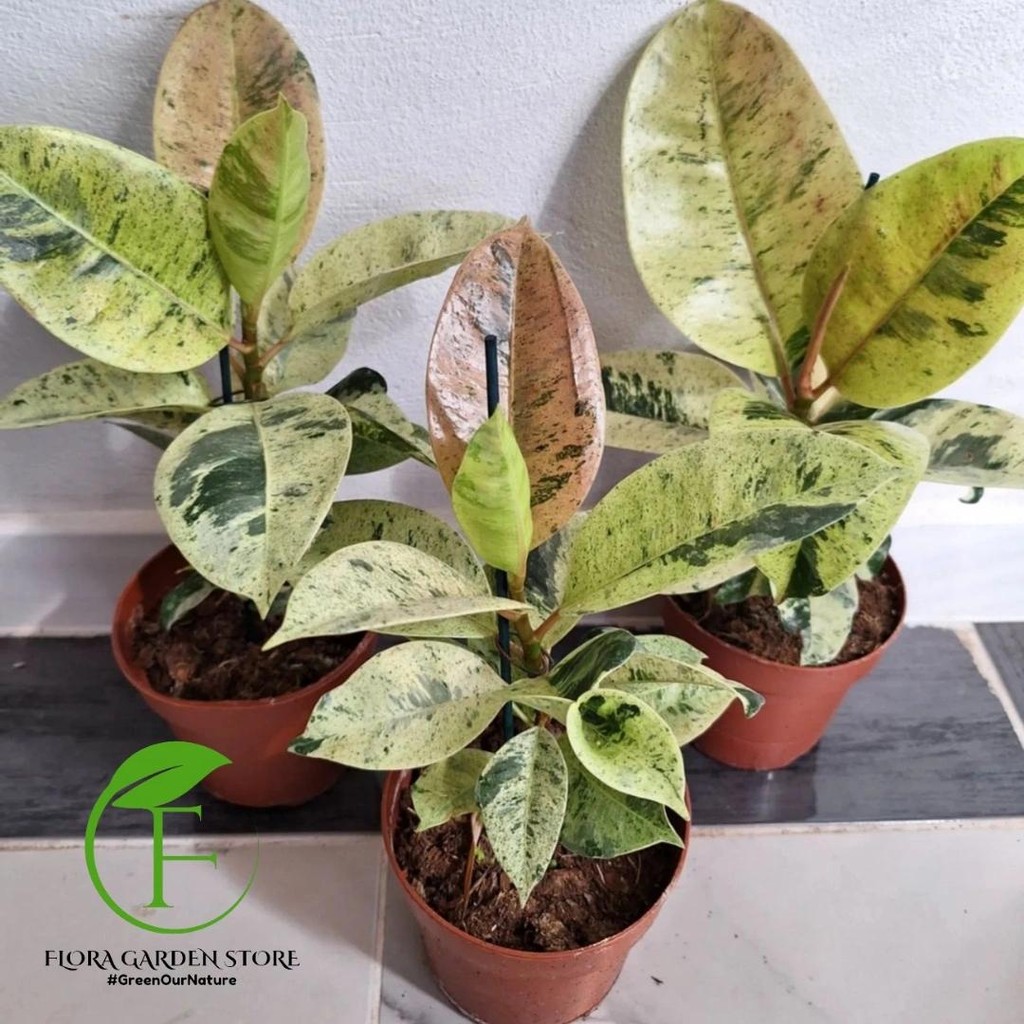 Jual Tanaman Hias Ficus Shivereana - Pohon Karet Kebo Shivereana ...