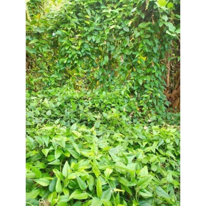 Jual Promo Daun Cincau Segar, Cincau Jelly, Cincau Rambat, Cincau Hijau ...