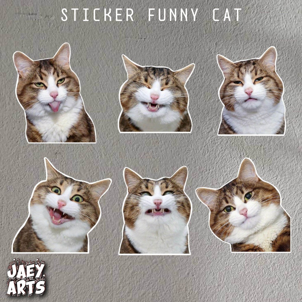 Jual Stiker kucing lucu stiker funny cat stiker aesthetic stiker keren ...