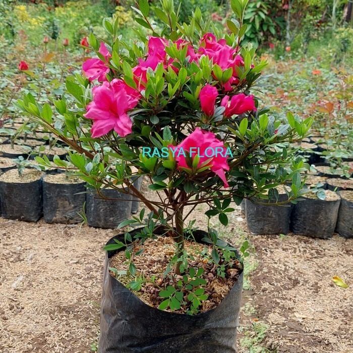 tanaman hias azalea bunga pink super rimbun
