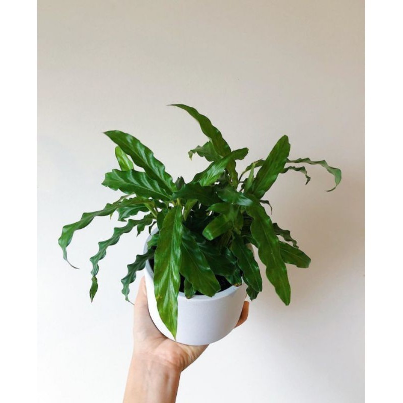 Jual CALATHEA RUFIBARBA MARANTA gergaji hijau | Shopee Indonesia