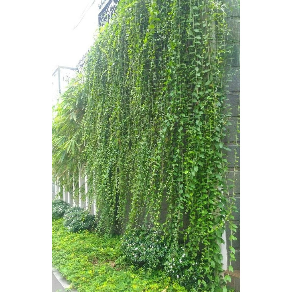 Jual Tanaman Hias Rambat Lee Kwan Yew 1 meter | Shopee Indonesia