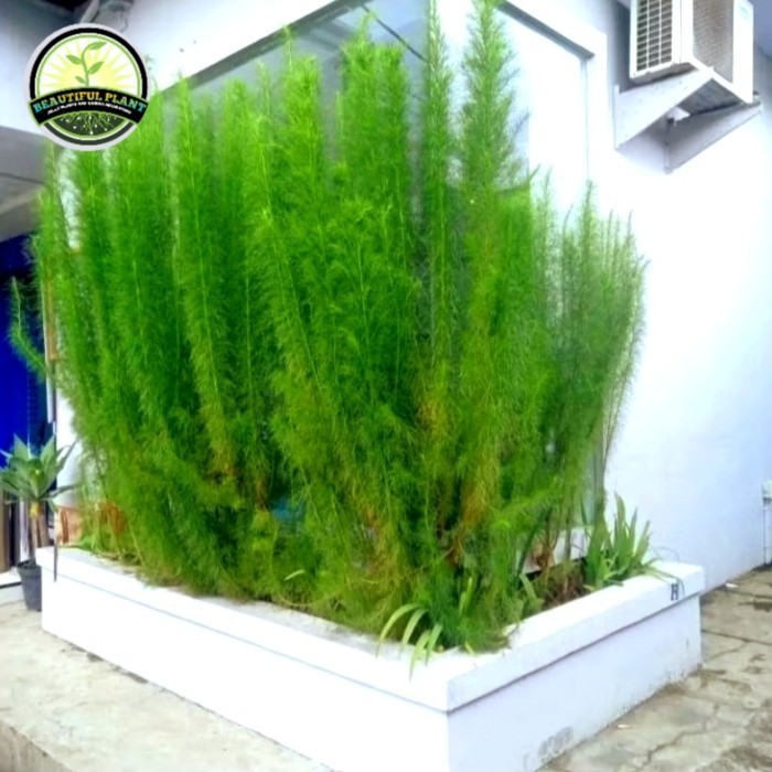 Jual Tanaman Hias Cemara Air - Tanaman Pagar Cemaea Air - Pohon Cemara ...