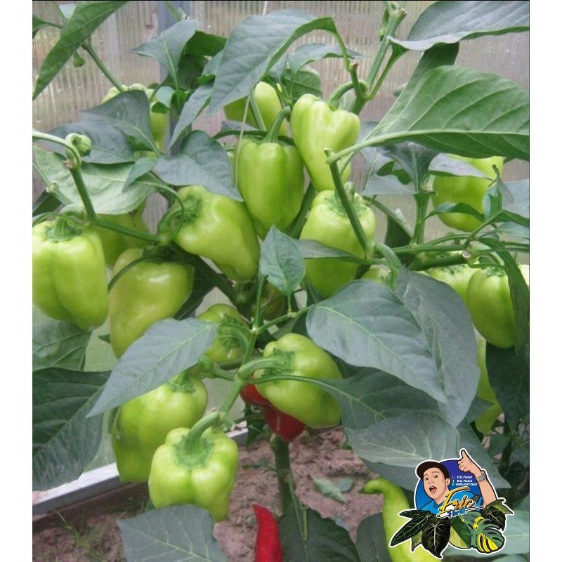 Jual Tanaman Cabe paprika - Cabai Gendot - lombok terpedas di dunia ...