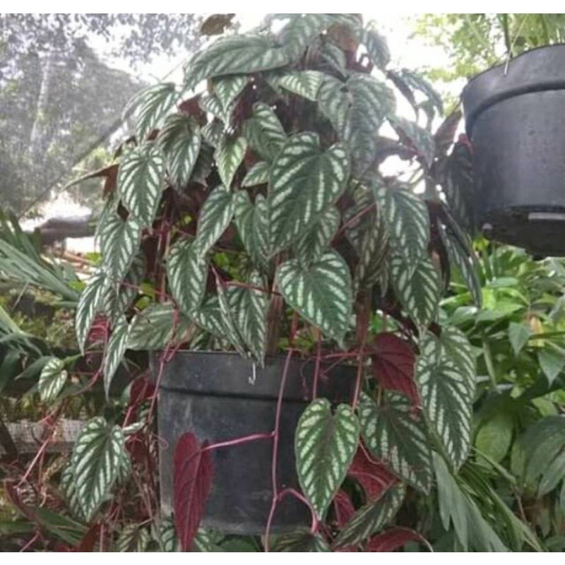 Jual Tanaman hias rambat sirih keraton Endang_herbalCo | Shopee Indonesia